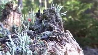 Der Nationalpark Schwarzwald und seine Tiere  Juniorranger Filmemachercamp 2017 [upl. by Bickart]