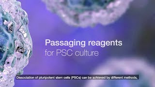 Passaging reagents for PSC culture [upl. by Demona85]