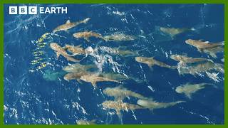 Mob of Sharks Ruthlessly Hunt Fish  Asia  BBC Earth [upl. by Celinda]