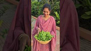 Mint leaves పుదీనా harvesting mintleaves mygarden harvesting shortvideo ytshorts gardening [upl. by Sire]