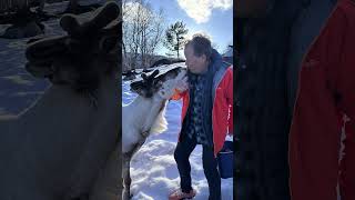 One day at the Snow hotel in Kirkenes Norway travel norway peopleofthenorth amazing [upl. by Hogen298]