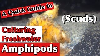 Culturing Freshwater Amphipods ScudsA Quick Guide [upl. by Akinas877]