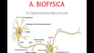 5V samenvatting katern Biofysica deel 1 [upl. by Nuj]