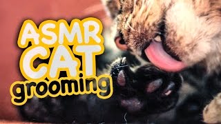 ASMR Cat  Grooming 42 [upl. by Davilman]