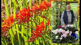 CROCOSMIA FLAMBOYANTE PLANTE VIVACE AUX FLEURS COULEUR DE FEU EN ÉTÉ… Le Quotidien du Jardin N°277 [upl. by Minoru]