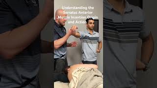 Serratus Anterior Muscle Insertion Origin and Action licensedmassagetherapist serratusanterior [upl. by Ednil]