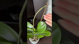 Phal Pirate Picotee🌿 орхидеи орхидеиуход orchidbeauty [upl. by Anul]