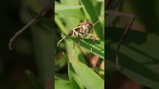 Moth chillin on some grass in 4k [upl. by Syxela828]