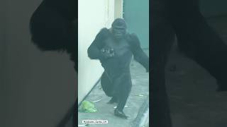 Beautiful bipedal female gorilla🩷gorilla ai funny [upl. by Aihtnamas]