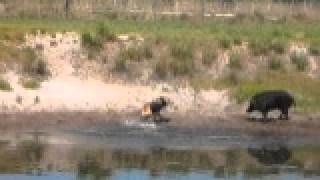 Gator baying a wild boar hog at Stones Guided Hunts and doing a Great Job [upl. by Fari]