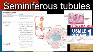 Seminiferous tubules  functions amp regulation of Sertoli cells amp Leydig cell in HindiUrdu by step 1 [upl. by Dygert]