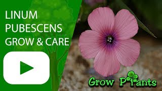 Linum pubescens  grow amp care Hairy pink flax [upl. by Korns]