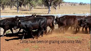 JADA GRAZING  MERRIWA NSW [upl. by Lorrimor898]