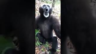 gibbon monkey screaming🐼 [upl. by Albertina630]