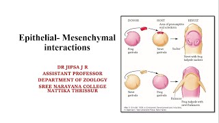 Epithelial Mesenchymal interactions [upl. by Adnuhs]