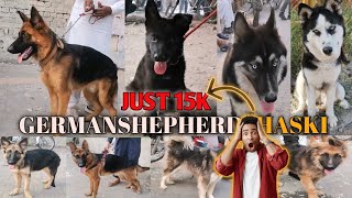 Germanshepherd plus Haski for sale in cheap price tollinton market lahore [upl. by Doreg]