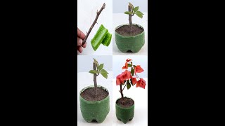 How to Grow Bougainvillea from Cutting propagating bougainvillea by simple cuttingshorts [upl. by Asilehs352]