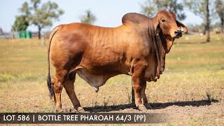 LOT 586  BOTTLE TREE BRAHMAN WEEK 2024 [upl. by Blynn]