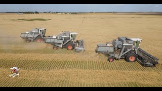 Colorado Wheat Harvest like its the 1970s with 3 Gleaner L2 Combines [upl. by Ollehcram325]