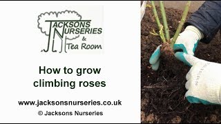 How to grow climbing roses [upl. by Aroon]