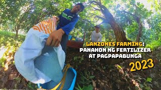 lanzones fertilizer and management  ano ang fertilizer ng lanzones [upl. by Bor166]