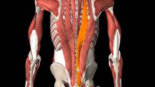 5 muscle gross anatomy erector spinae mm and multifidi [upl. by Zonda]