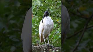 Black Headed Ibis preening Lifer shorts kualalumpur malaysia birdwatching birding [upl. by Alla]