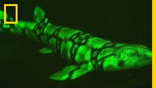 Neon Sharks Caught on Camera  National Geographic [upl. by Attenoj364]