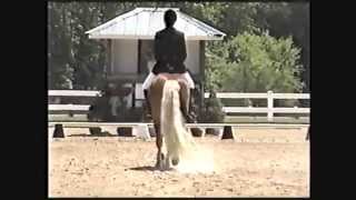 Avanti Haflinger stallion First Level Dressage [upl. by Hook]