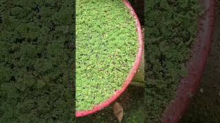 അസോള 🌱 Azolla cookshore agriinfotalks agriculture foodparkcookcreations promocontentnscript [upl. by Ecraep]