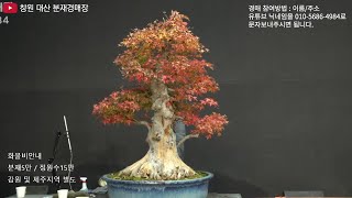 제225회 창원 대산 분재경매장 11월13일 실시간 경매 [upl. by Amle]