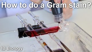 How to Do a Gram Stain  Biology Lab Techniques [upl. by Bain594]