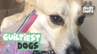 Guilty Dogs  Funny Dogs Compilation 2018  Dogs are the Best 🐶🐶🐶 [upl. by Giuseppe]