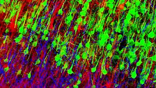 Thalamocortical corticothalamic and corticostriatal integration in primary motor cortex [upl. by Messing]