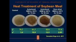 Heat damage of soybean meal [upl. by Dnallor]