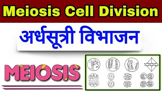 अर्धसूत्री विभाजनMeiosis Division मिओसिस  Meiosis Cell Division  सेल डिवीज़न [upl. by Melar]