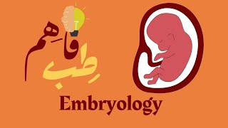 General embryology Spermatogenesis [upl. by Noonberg]