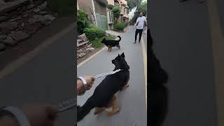 GSD attack moodgermanshepherd puppy dog doglover animals pets [upl. by Etnud]