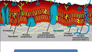 Structure et fonction des macromolécules  glycoprotéine [upl. by Nirraj144]