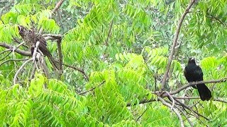 koels watching cuckoo nature wonder কোকিল কোকিলা birds naturephotography birdsinnature [upl. by Hamil622]