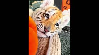 Tiger cubs favor pillows [upl. by Yesllek823]