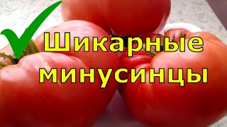 МИНУСИНСКИЕ ТОМАТЫ ОБЗОР ПОНРАВИВШИХСЯ СОРТОВ ТОМАТОВ ИЗ МИНУСИНСКА [upl. by Bannerman]