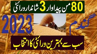 03 High yielding wheat variety  Three varieties with 80 maund yield  Gandum Ki Kasht [upl. by Ohara]