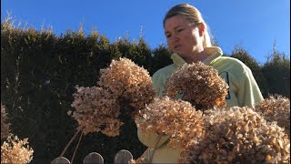 Pruning Annabelle Hydrangea [upl. by Hubbard]