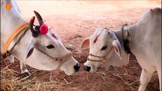 Sringeri Jagadguru on Go Samrakshana We must never Harm or Kill a Cow Kannada [upl. by Loughlin]