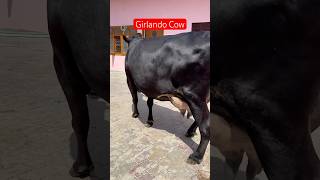 💎 Girlando Cow For Sale 7009645902  ChopradairyFarm trending cow dairyfarm punjab farming [upl. by Schonfield]