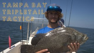 TripleTail Fishing Tactics in Tampa BayFl [upl. by Dillon]