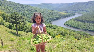 COLHEITA DE ERVILHAS  Ervilhas orgânicas livres de agrotóxicos [upl. by Havener530]