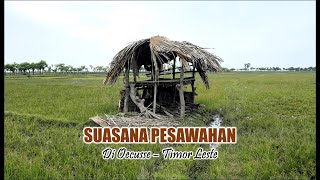 SUASANA PESAWAHAN DI OECUSSE TIMOR LESTE [upl. by Killen118]