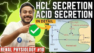 gastric acid secretion physiology  mechanism of HCL secretion physiology  Johari MBBS [upl. by Kornher]